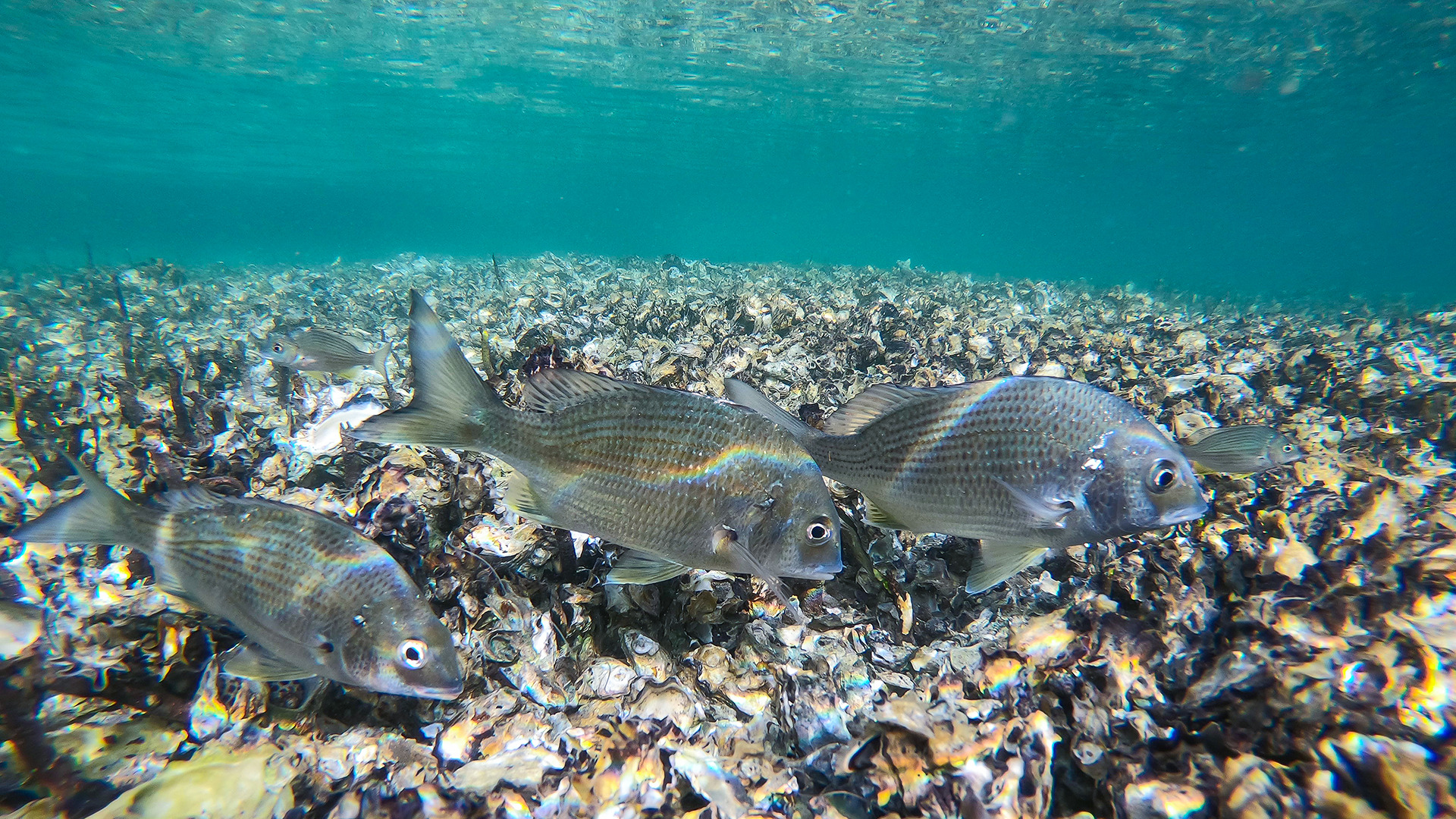Bream fish underwater with oysters on the sea floor