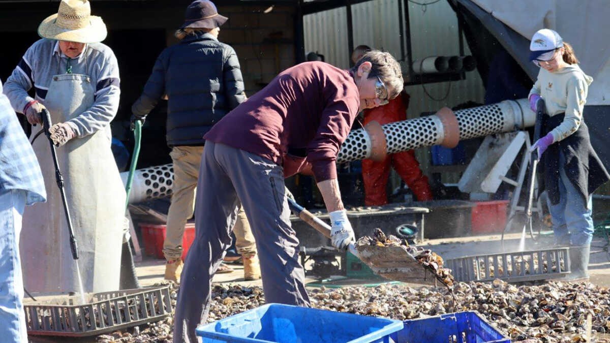 People washing and shoveling used oyster shells