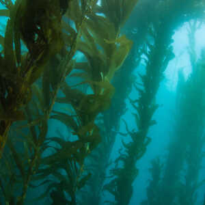 28 June 2023  |  Giant kelp need our help to play vital role in Tasmania and southern Australia 