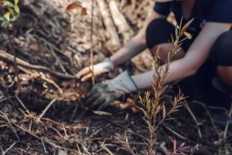 Up close shot of someone planting a tree