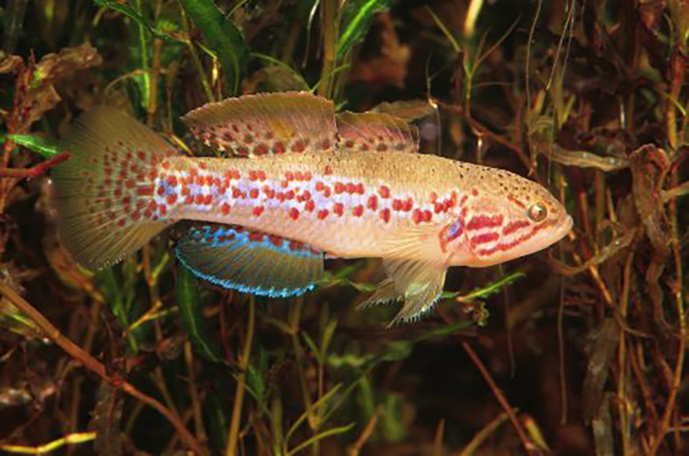 Southern Purple Spotted Gudgeon fish
