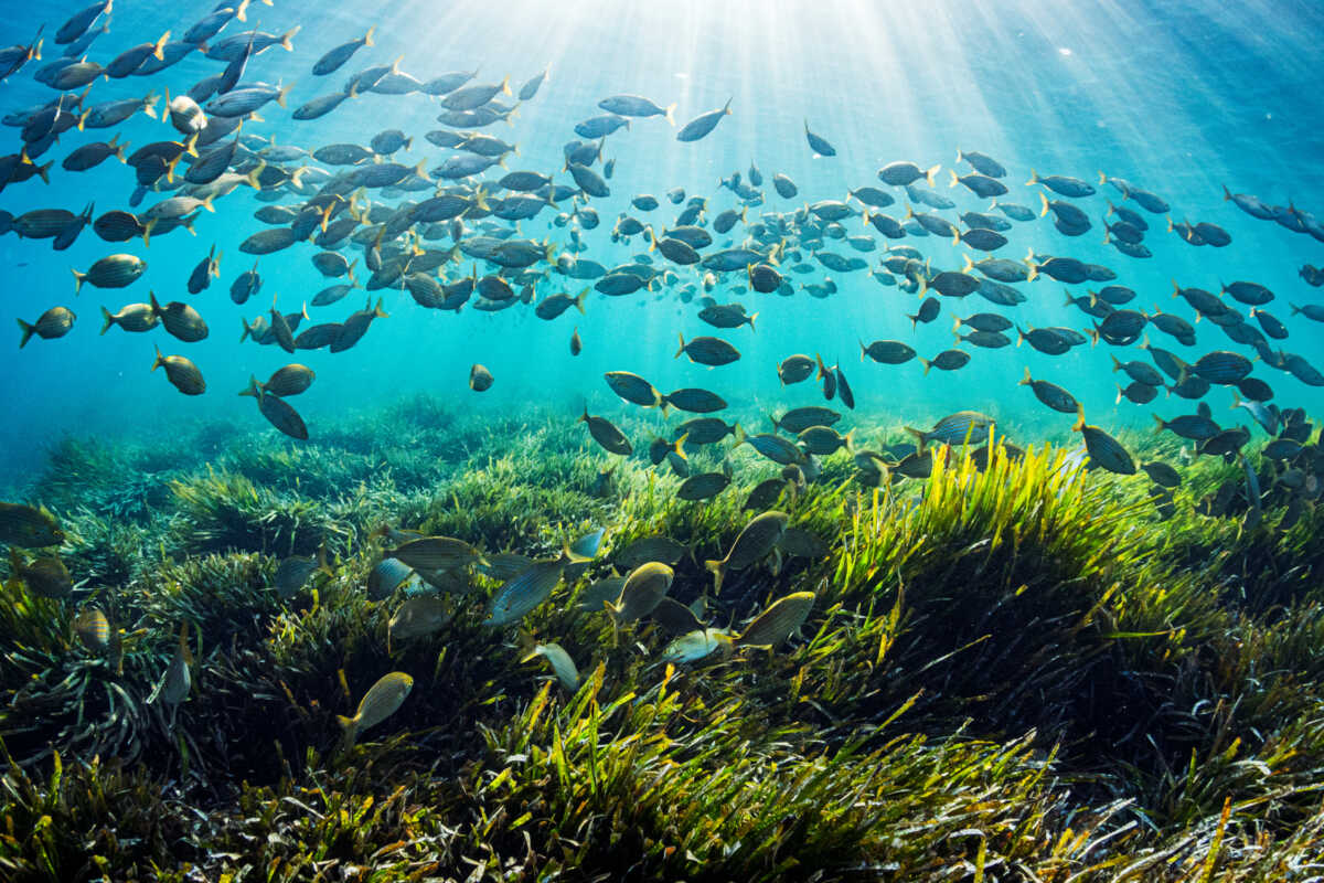 World Seagrass Day What It Looks Like At OzFish OzFish Unlimited   AdobeStock 439525069 1200x800 