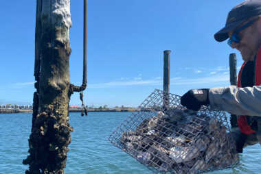 Port River Shellfish Restoration, Adelaide – SA