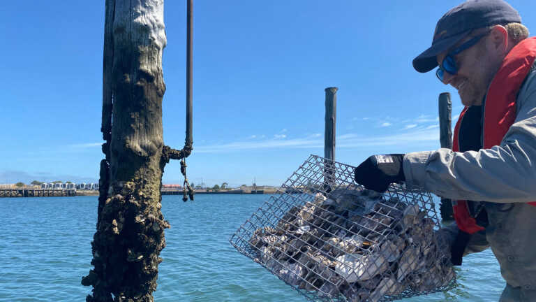 Port River Shellfish Restoration, Adelaide – SA