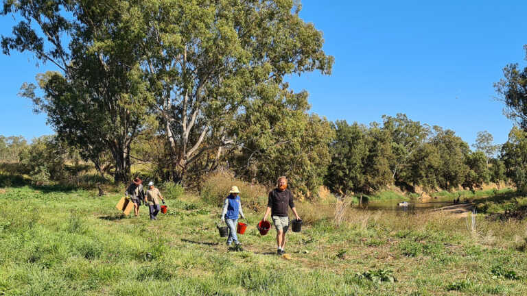 Wambuul Macquarie – Restoring the riparian zone