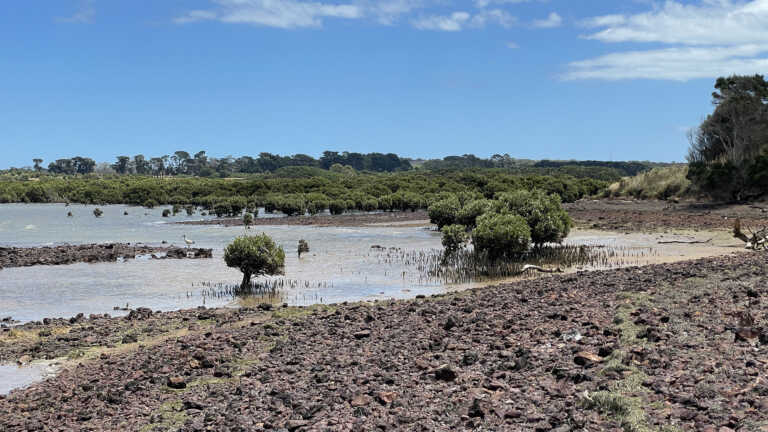 Turning the Tide on Westernport Mangroves, VIC