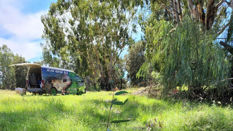 Wambuul Macquarie – Invasive weed removal