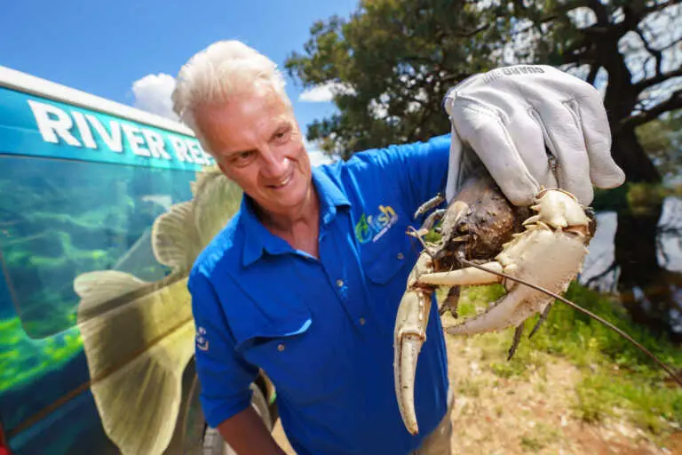Join the community effort to re-release Freshwater Murray Crayfish in Swan Hill