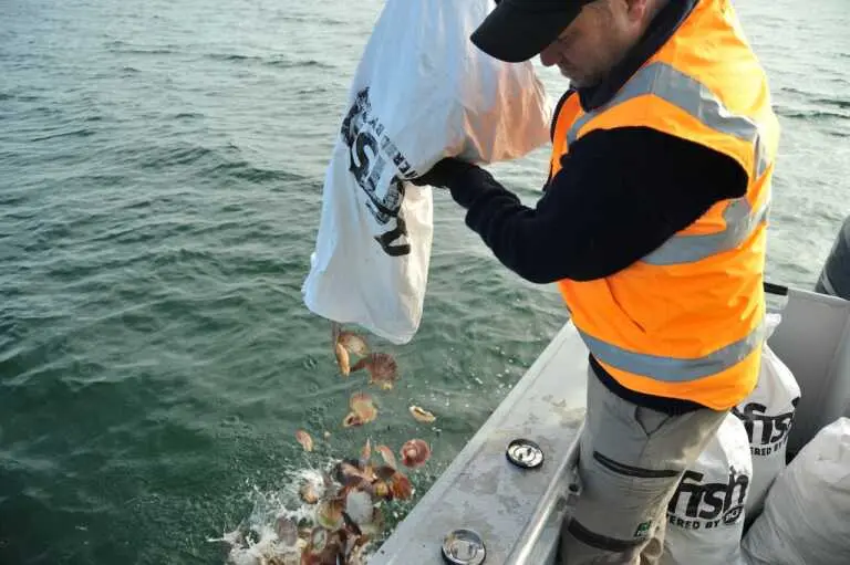 Shucked seashells chucked by the seashore in Port Phillip Bay