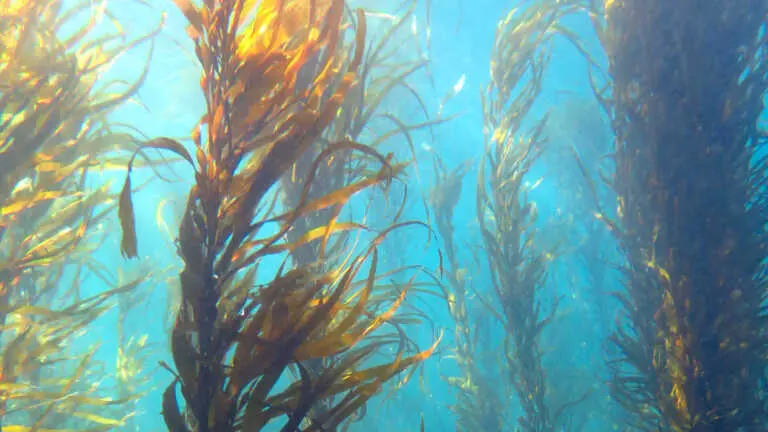 Giant kelp need our help to play vital role in Tasmania and southern Australia 