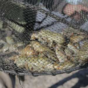JULY 27th 2023  |  NSW Fishers encouraged to round up yabby traps to help restore fish habitat