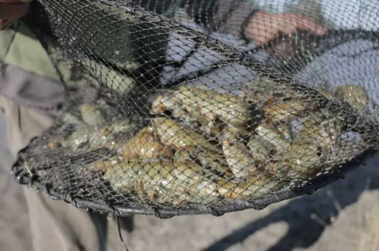 NSW Fishers encouraged to round up yabby traps to help restore fish habitat