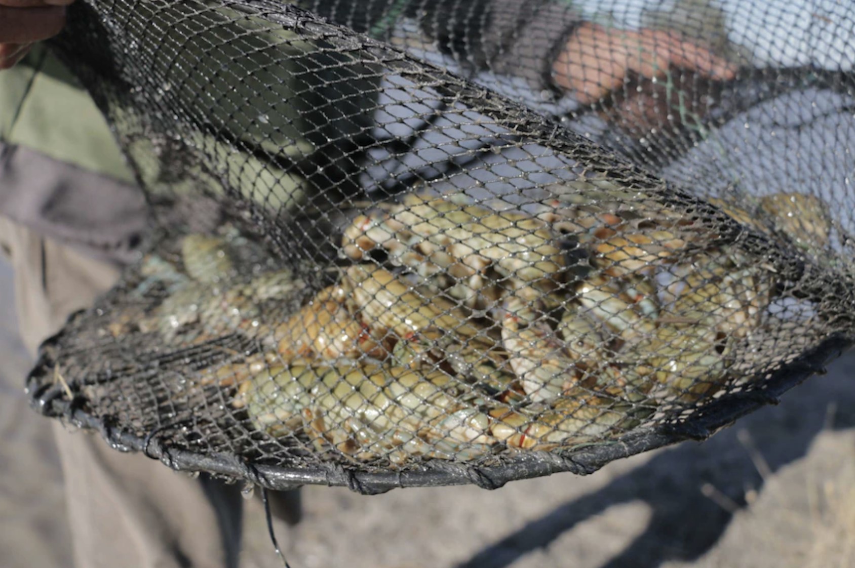 NSW Fishers encouraged to round up yabby traps to help restore