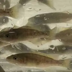 8 AUGUST 2023 | Nymboida Bushfire Recovery Gets Helping Hand As Eastern Freshwater Cod Continues To Fight Back From Brink Of Extinction