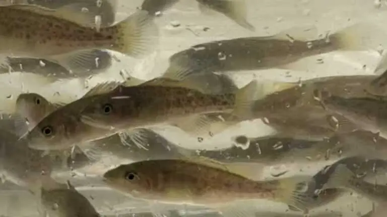 Nymboida Bushfire Recovery gets helping hand as Eastern Freshwater Cod continues to fight back from brink of extinction
