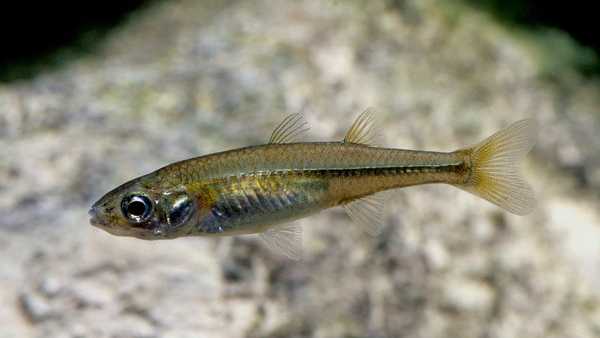 The remarkable resilience of the Murray Hardyhead  