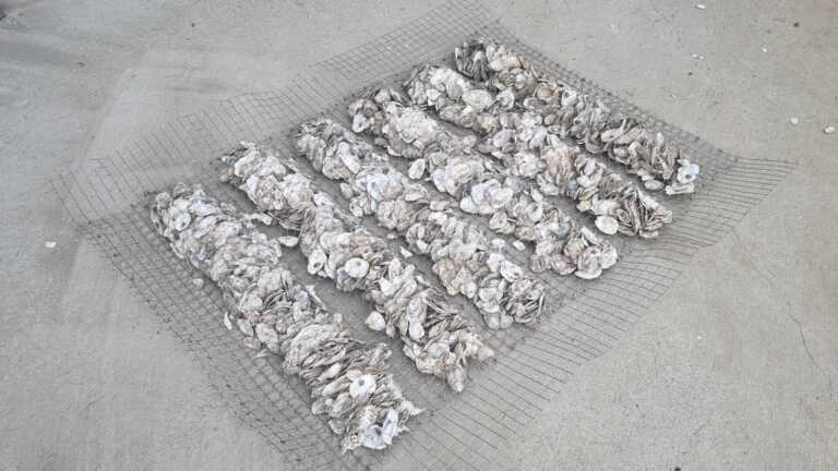 Quilted Oyster Doonas adding versatility to shellfish restoration