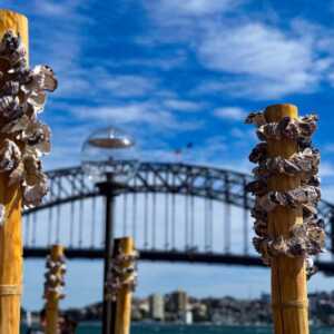 OzFish Digs Deep To Help Sydney Opera House Celebrate 50 Years With A Shellfish Exhibition 