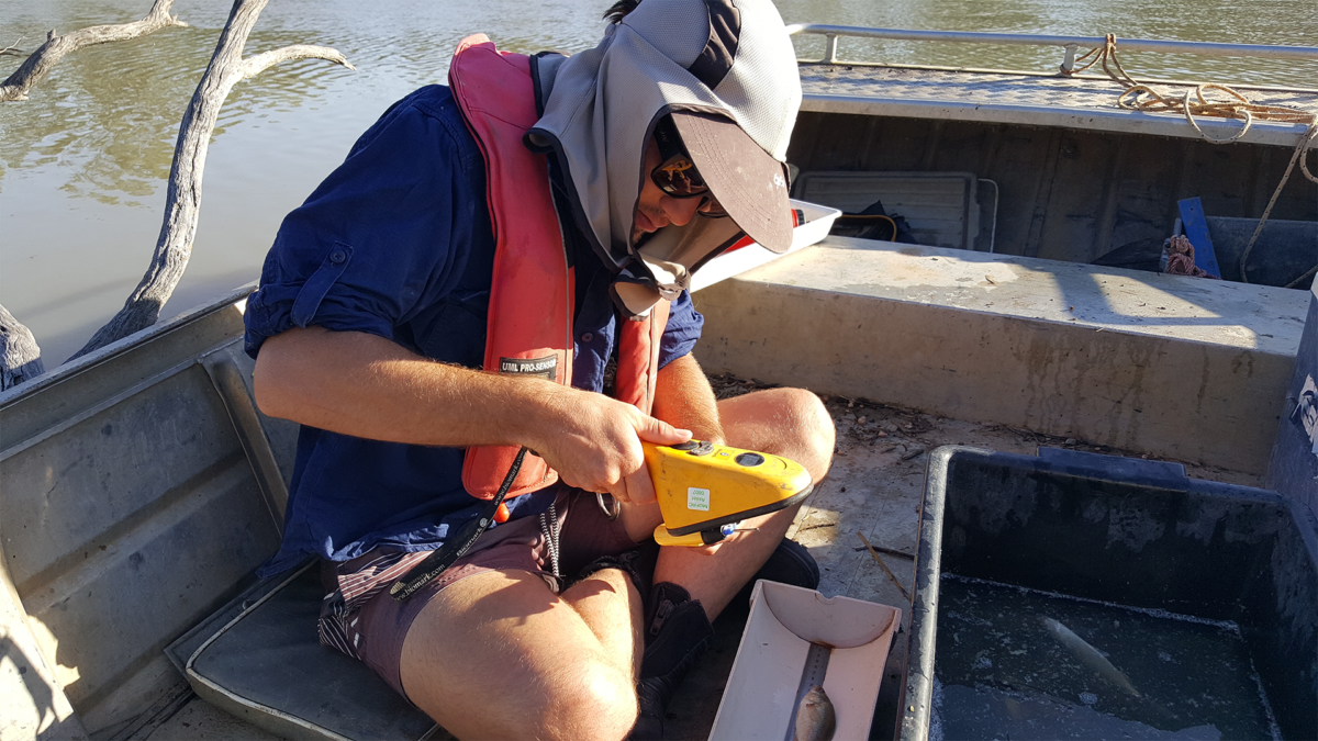 OzFisher performing fish monitoring activities