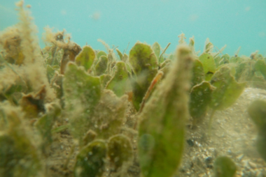 Seagrass for swimmer crabs