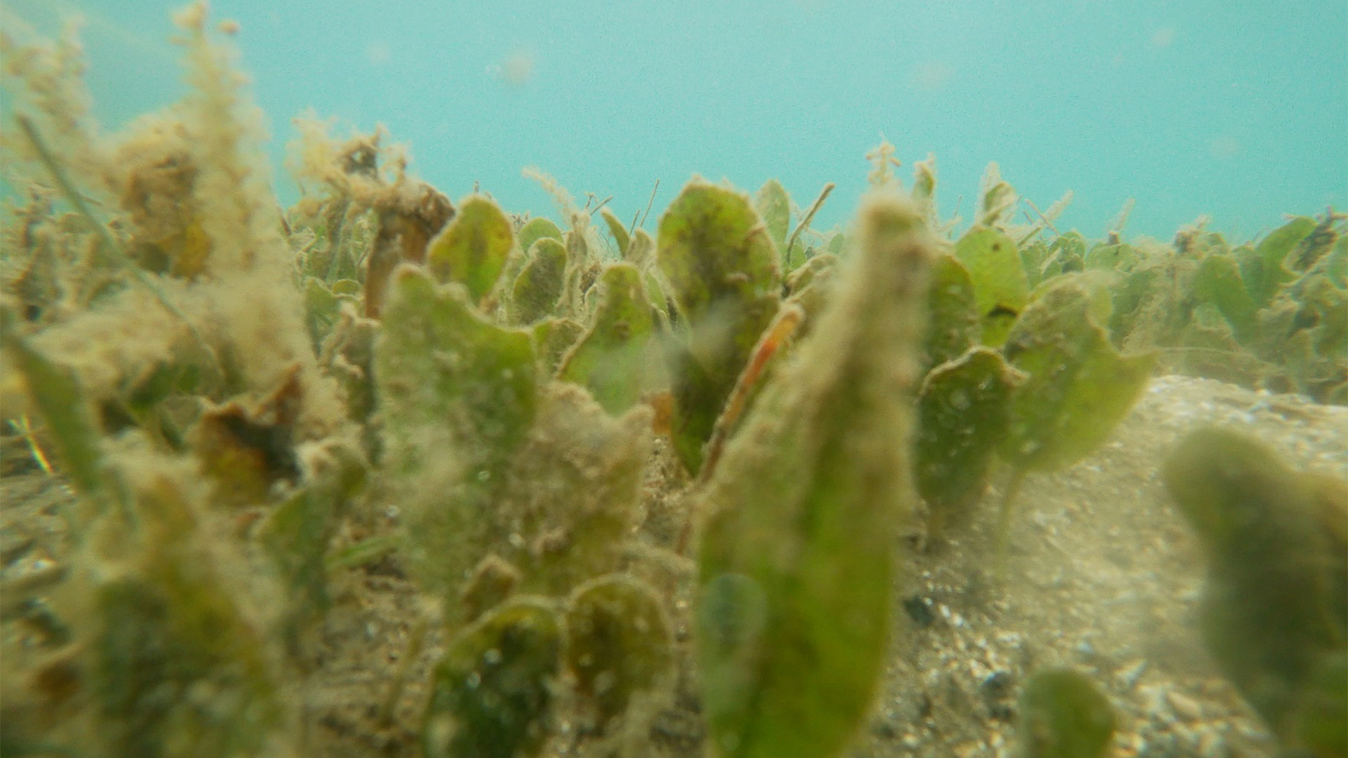 Seagrass for swimmer crabs