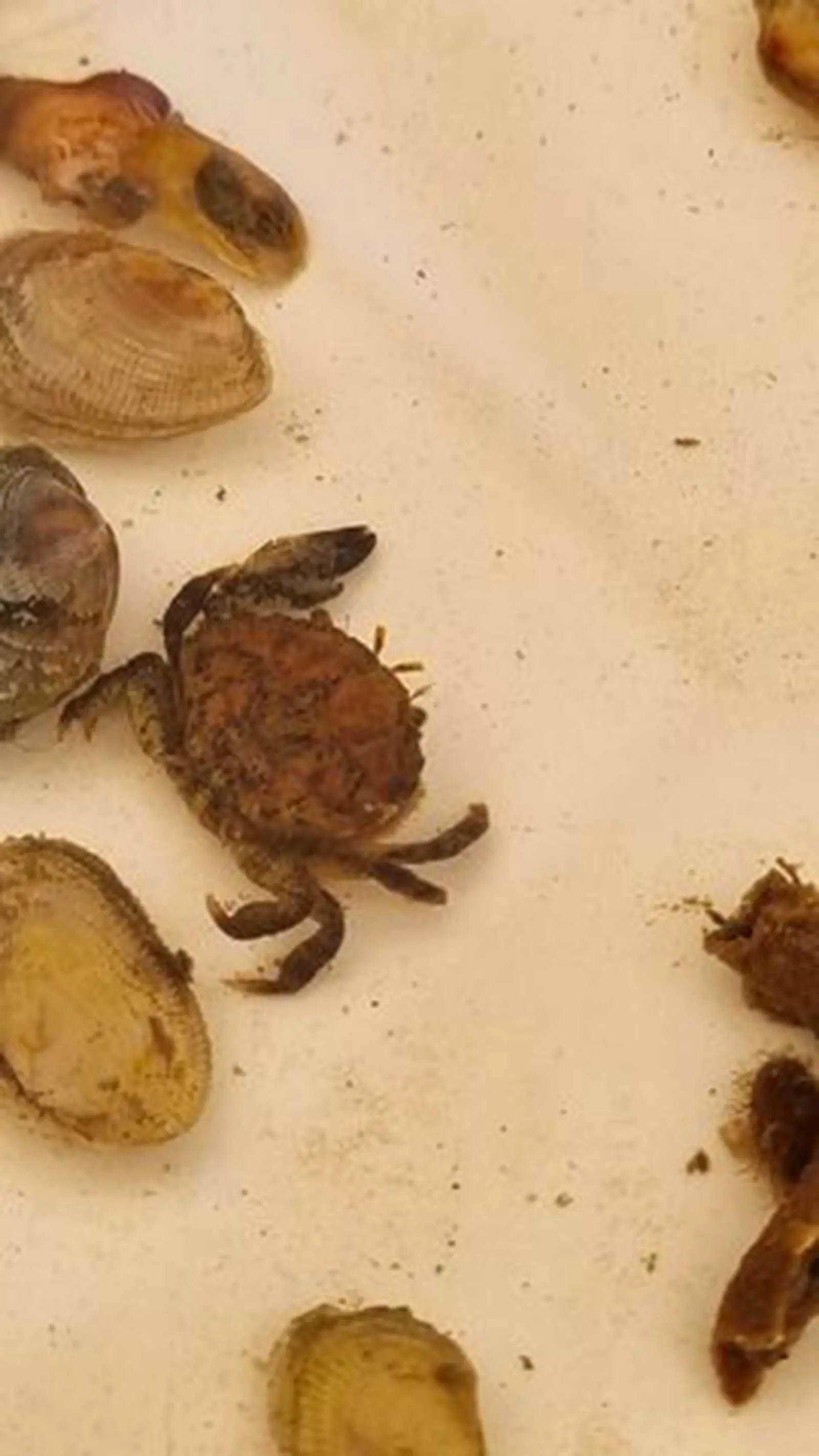 Crab and other sea life found in ROBs sitting in a tray