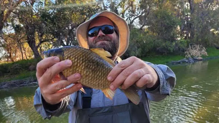 Striking gold in the Vasse River to remove feral fish 