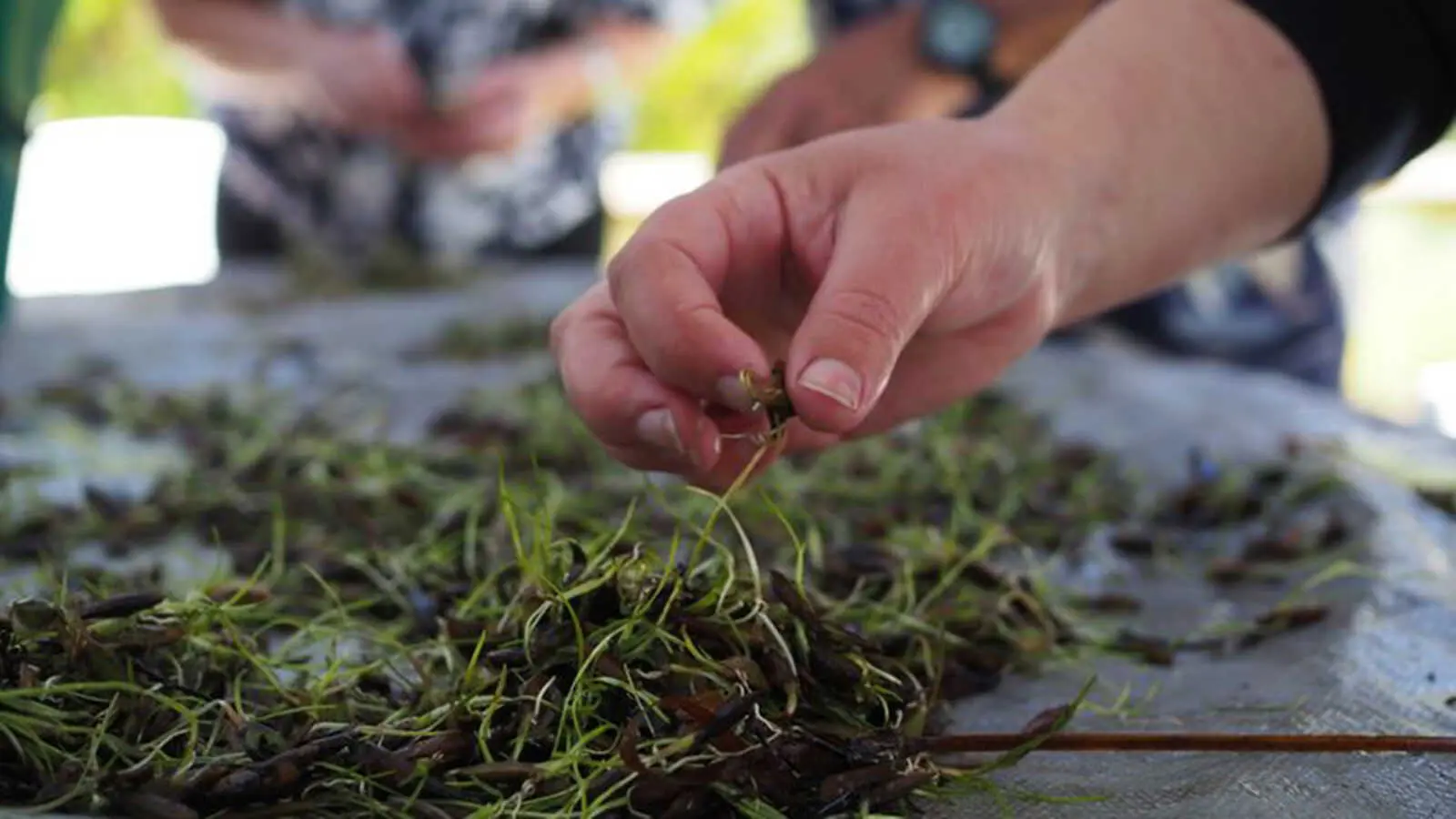 a hand touching seagrass