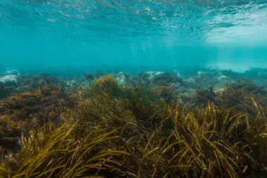 seagrass meadow underwater