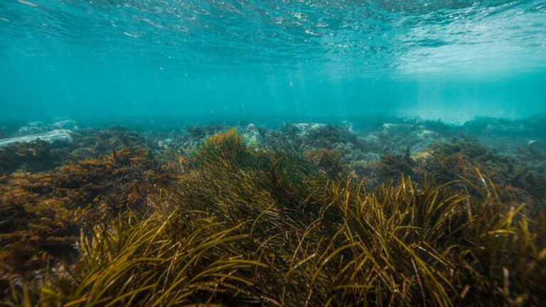 seagrass meadow underwater