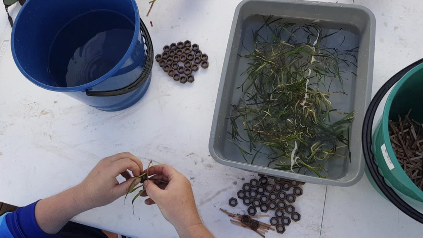 an overhead shot of a person working at a table with a tray of seagrass fragments and a bucket in front of them.