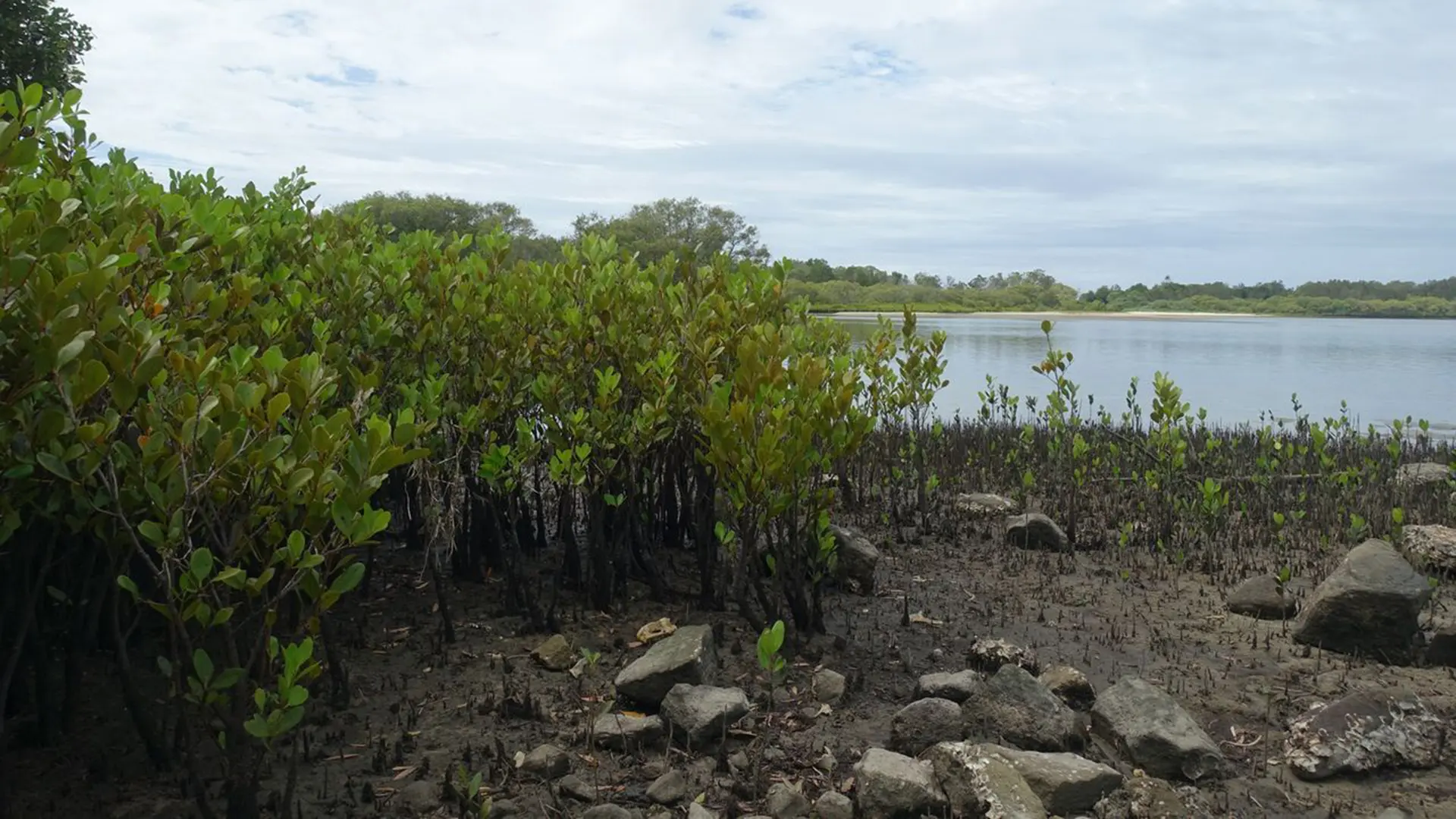 mangroves next to a muddy area and a river behind