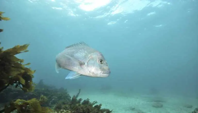 Habitat Champions helping OzFish bring fish back to more places