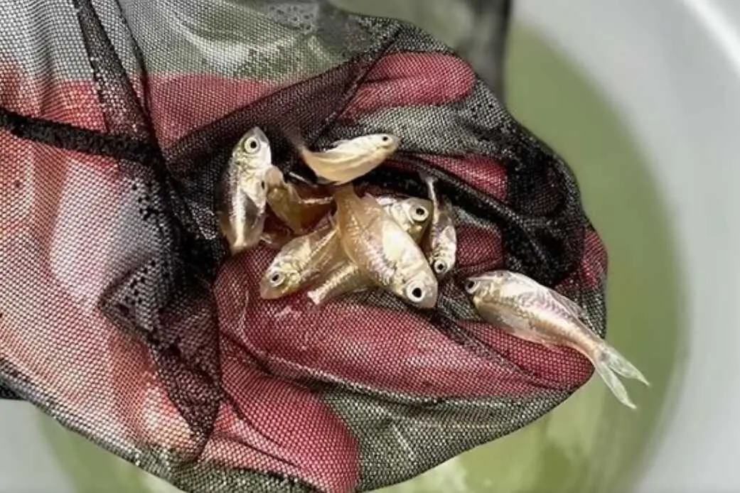 olive perchlet fish in net above water supported by hand