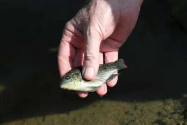 A young invasive Tilapia fish