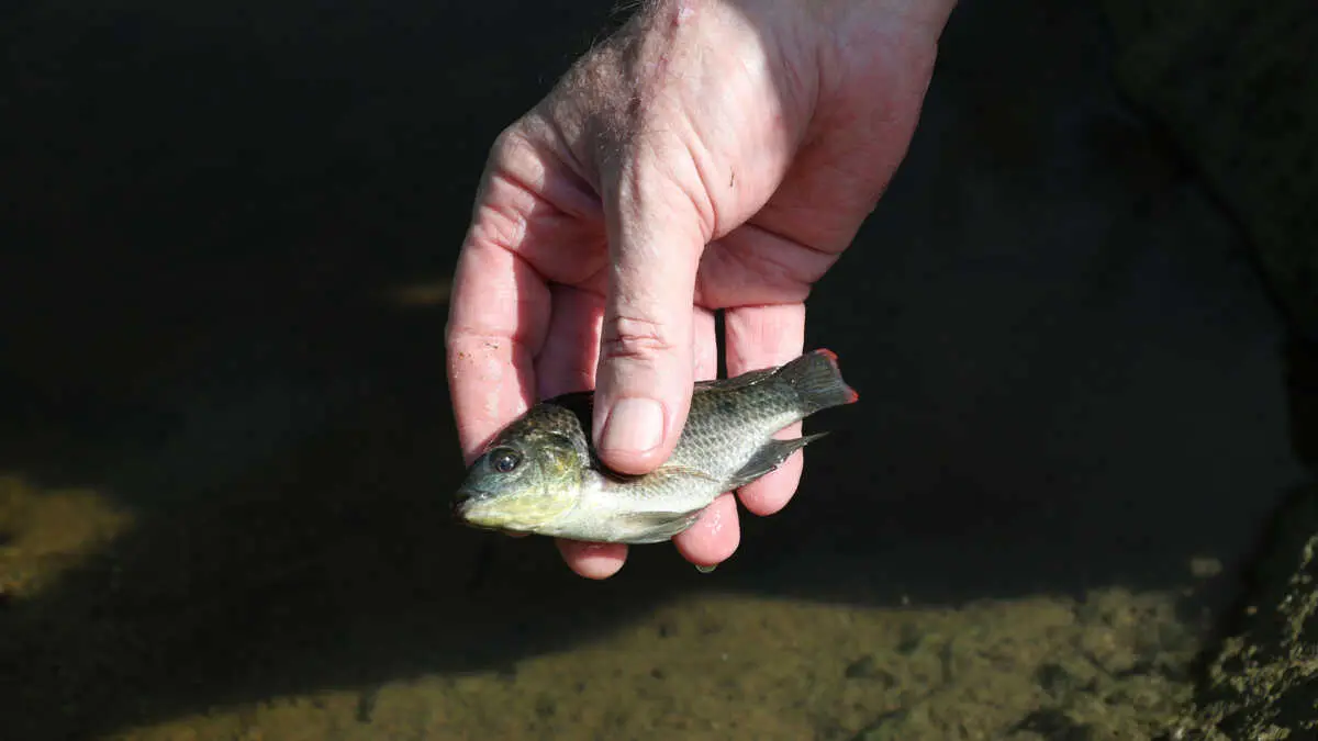 A young invasive Tilapia fish